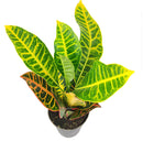 buy croton petra 'joseph's coat' live plant 6" pot online in black cylinder pot, mature lush tropical shrub with vivid painted-looking multicolor leaves, upright architectural form, air-purifying and bold, long-lived heirloom houseplant, a stunning accent for bright indoor spaces, an unforgettable gift for any occasion
