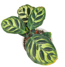 6" pot calathea 'makoyana' peacock live houseplant for sale, impressive full clumping tropical specimen, large papery oval leaves with intricate hand-painted peacock feather markings, deep red-purple leaf reverses, air-purifying humidity-loving evergreen, bold floor-level bohemian accent plant, unforgettable plant gift for any home