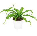 how to care for Birdnest Fern, best air-purifying plant, plants for low light rooms