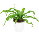 6" pot bird's nest 'victoria' fern live houseplant for sale, broad wavy fronds with prominent midrib and glossy surface, compact tropical rosette form, air purifying and pet friendly, ideal for shelves or floor planters in humid spaces, a beautiful gift for any plant lover
