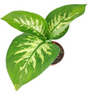 6" pot dieffenbachia 'tropic snow' live plant for sale, lush broad foliage with dramatic cream-white and forest green variegation, fast-growing statement plant on thick upright canes, tolerates shade and indirect light equally well, air-purifying indoor tropical with decades of popularity, elevates modern and bohemian interiors alike, an unforgettable gift for any plant lover