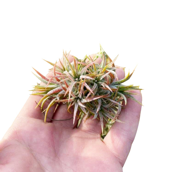 air plant clump Tillandsia Ionantha Air Plant Clump | Tips for Caring Ionantha Air Plant