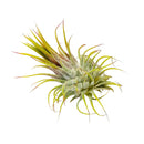 2.5 inch Ionantha Guatemala for sale, low maintenance indoor air plant, colorful tillandsia for home decor, exotic epiphytic air plant, compact blooming air plant, easy care houseplant