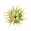 2.5 inch Ionantha Guatemala for sale, low maintenance indoor air plant, colorful tillandsia for home decor, exotic epiphytic air plant, compact blooming air plant, easy care houseplant
