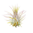 2.5 inch Ionantha Guatemala for sale, low maintenance indoor air plant, colorful tillandsia for home decor, exotic epiphytic air plant, compact blooming air plant, easy care houseplant