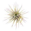 2.5 inch Ionantha Guatemala for sale, low maintenance indoor air plant, colorful tillandsia for home decor, exotic epiphytic air plant, compact blooming air plant, easy care houseplant