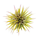 2.5 inch Ionantha Guatemala for sale, low maintenance indoor air plant, colorful tillandsia for home decor, exotic epiphytic air plant, compact blooming air plant, easy care houseplant