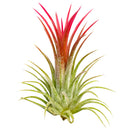 Live Air Plant Randomly Picked