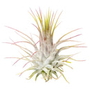 2.5 inch Ionantha Guatemala for sale, low maintenance indoor air plant, colorful tillandsia for home decor, exotic epiphytic air plant, compact blooming air plant, easy care houseplant