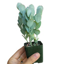 Kalanchoe Panamensis - Kalanchoe marnieriana