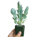 Kalanchoe Panamensis - Kalanchoe marnieriana