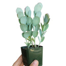 Kalanchoe Panamensis - Kalanchoe marnieriana