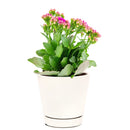 buy kalanchoe blossfeldiana 'calandiva purple' live succulent 4.5'' pot online, showcasing dense rose-shaped purple double blooms above thick evergreen succulent foliage, slow grower in grower pot, easy care minimal watering, long-lasting color for h