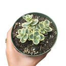 Lime Twister Sedum Sunsparkler