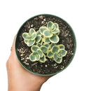 Lime Twister Sedum Sunsparkler