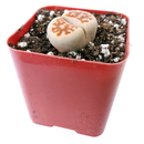 Buy an 8-pack of Lithops live plants online. Each living stone features unique markings and earthy colors for a natural, sculptural look. Easy to care for, they thrive in bright light, gritty well-draining soil, and minimal watering.