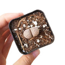 Buy an 8-pack of Lithops live plants online. Each living stone features unique markings and earthy colors for a natural, sculptural look. Easy to care for, they thrive in bright light, gritty well-draining soil, and minimal watering.