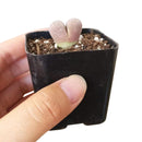 Buy an 8-pack of Lithops live plants online. Each living stone features unique markings and earthy colors for a natural, sculptural look. Easy to care for, they thrive in bright light, gritty well-draining soil, and minimal watering.