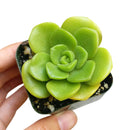 Aeonium Lily Pad Rosettes