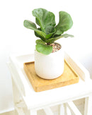 buy ficus lyrata little sunshine live houseplant 4 inch online, dwarf moraceae family plant with vivid green lyrate leaves and prominent cream-colored veining, narrow tree-like grower pot specimen, low-spreading compact footprint ideal for shelves or floor corners, removes indoor toxins naturally, stylish feng shui-inspired decor plant, a unique and lasting gift for any occasion