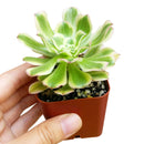 Aeonium arboreum var. luteovariegatum