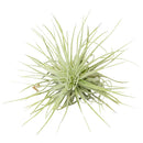 Tillandsia Air Plant Care, Tillandsia Magnusiana Air Plant for sale, How to grow indoor air plant, air plant gift subscription box monthly, air plant decor ideas