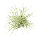2.5 inch Ionantha Guatemala for sale, low maintenance indoor air plant, colorful tillandsia for home decor, exotic epiphytic air plant, compact blooming air plant, easy care houseplant
