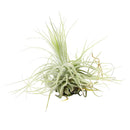 Tillandsia Air Plant Care, Tillandsia Magnusiana Air Plant for sale, How to grow indoor air plant, air plant gift subscription box monthly, air plant decor ideas