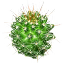buy mammillaria fittkaui cactus live cactus 2 inch online, cylindrical clumping stems in forest green tones, smooth straight brown spines, produces white-pink fruit after flowering, low maintenance drought tolerant nature, sculptural statement piece for sunny indoor shelves and modern desert-themed decor, a thoughtful and long-lasting gift for any plant enthusiast