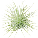Tillandsia Air Plant Care, Tillandsia Magnusiana Air Plant for sale, How to grow indoor air plant, air plant gift subscription box monthly, air plant decor ideas