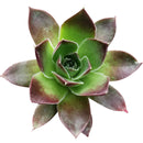 buy sempervivum mahogany live succulent 2 inch online, richly pigmented multicolored rosette with purple-tipped fleshy leaves, slow-spreading mat-forming growth, minimal watering needs, heat and cold tolerant, visually striking architectural accent for shelves or patios, an enduring heirloom succulent gift for any occasion