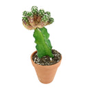 buy mammillaria haudeana cactus live cactus 4 inch online, rare slow-growing clustering cactus with 18-27 spines per areole and large magenta-pink flowers, compact form suited to containers and windowsill displays, pet friendly and low maintenance, a rare collector-grade cactus gift for any plant enthusiast