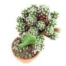 buy mammillaria haudeana cactus live cactus 4 inch online, rare slow-growing clustering cactus with 18-27 spines per areole and large magenta-pink flowers, compact form suited to containers and windowsill displays, pet friendly and low maintenance, a rare collector-grade cactus gift for any plant enthusiast