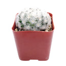 Mammillaria Plumosa 'Feather Cactus'