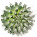 Powder Puff Cactus - Mammillaria Bocasana