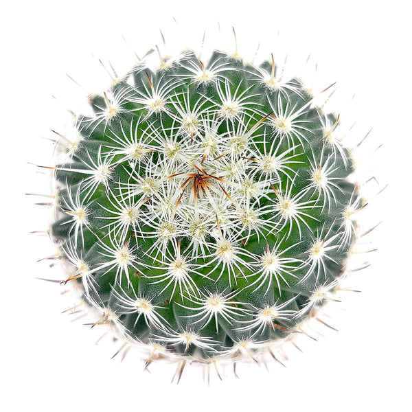 Mammillaria haageana ssp. Elegans | Succulent Gift Decor Ideas