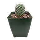 Mammillaria haageana ssp. Elegans, monthly succulents, succulent care, succulent care guide, Succulents shop near me, indoor succulents, succulents garden, cactus, succulent subscription, Mammillaria haageana ssp. Elegans in California, How to grow Mammillaria haageana ssp. Elegans, cactus, cactus succulent, succulent cactus, cacti, cactus and succulents, succulents box, succulent shop, buy succulents online