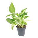 8" pot pothos 'marble queen' live houseplant for sale, black eco pot, mature lush trailing vines densely covered in cream-marbled glossy foliage, air-purifying hard-to-kill tropical houseplant, bold modern display for shelves or hanging hooks, exceptional gift for any plant enthusiast