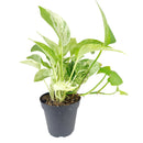 8" pot pothos 'marble queen' live houseplant for sale, black eco pot, mature lush trailing vines densely covered in cream-marbled glossy foliage, air-purifying hard-to-kill tropical houseplant, bold modern display for shelves or hanging hooks, exceptional gift for any plant enthusiast