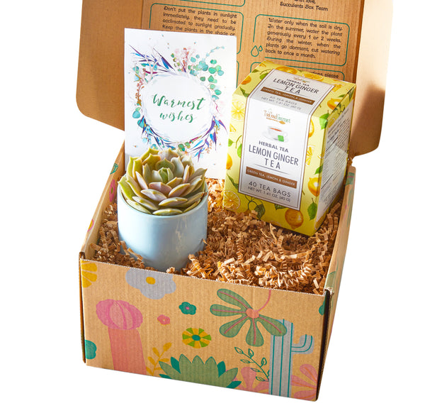 Warmest Wishes Succulent Gift Box