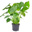 Monstera deliciosa, Swiss cheese plant, huge foliage houseplant, plant with leaf holes, split leaf plant, indoor houseplant for sale