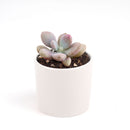Pink Moonstones Pachyphytum Oviferum