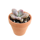 Pink Moonstones Pachyphytum Oviferum