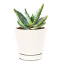 4 inch mountain aloe live succulent for sale, dense spiny rosette of thick grey-green leaves with sharp pointed tips, bold solitary stem form that matures into a striking specimen over decades, low maintenance and drought hardy in plastic pot, a timeless and unique succulent gift for collectors and beginners alike