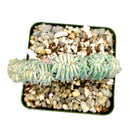 buy dinosaur back plant cactus live cactus 6 inch online, robust crested myrtillocactus specimen with thick undulating blue-green fans, solid waxy texture with minimal spines and striking prehistoric visual character, clustering tree-like form suited to bright sunny indoor or outdoor settings, drought tolerant and low maintenance for busy plant owners, a timeless architectural statement for desert boho or contemporary interior design, a rare and unforgettable gift for plant collectors of any level