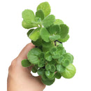 Lobster Flower Plectranthus neochilus