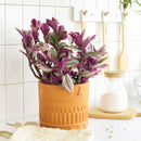 4" pot tradescantia 'nanouk' live houseplant for sale, fantasy venice tradescantia with multicolored striped thick leaves, trailing vining habit perfect for hanging baskets or high shelves, fast grower with vibrant color dependant on bright indirect light, easy propagation from stem cuttings, lively colorful boho home decor plant, memorable gift for houseplant collectors