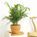 neanthe bella palm, neanthe bella palm care, full grown neanthe bella palm, neanthe bella palm watering, neanthe bella palm light requirements