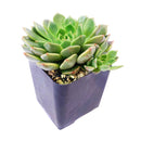 Graptoveria Olivia