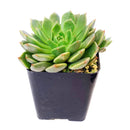 Graptoveria Olivia